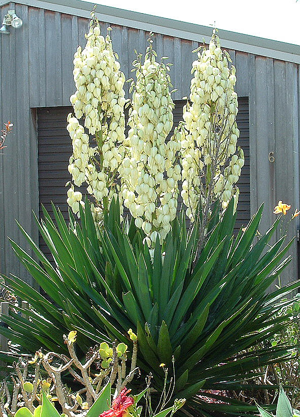 beargrass2_1